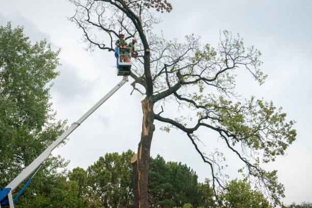 Lawn Pest Prevention in Double Oak, TX