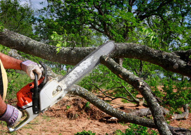 Reliable Double Oak, TX Tree Services Solutions